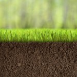 soil under grass in forest